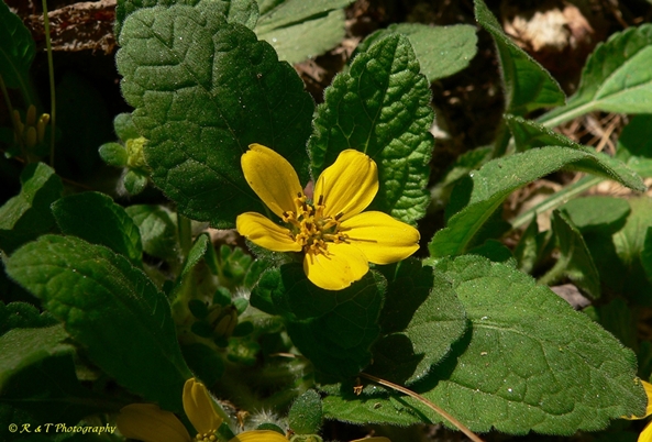 {Chrysogonum virginianums}